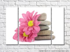Цветки розовых гербер и плоские камни