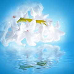 Fototapet Zambile albă în apă