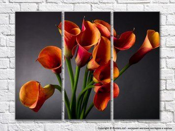 Buchet de callas portocalii pe un fundal gri &icirc;nchis