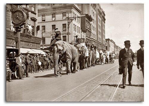 Poster Elefanți în oraș