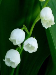 Фотообои Белые цветочки ландыша