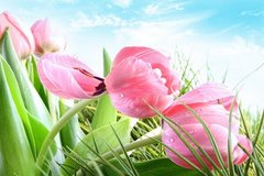 Фотообои Бутоны розовых тюльпанов