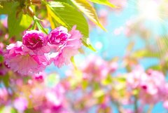 Фотообои Весенние цветы