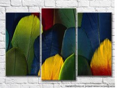 Разноцветные перья птиц
