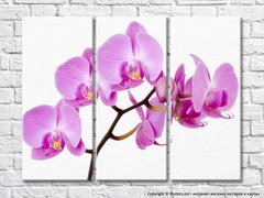 Розовая орхидея на белом фоне
