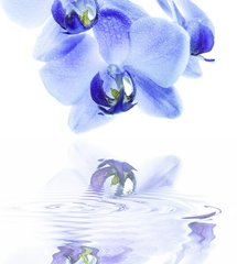Фотообои фиолетовая орхидея над водой