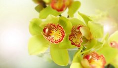 Фотообои Желтые орхидеи