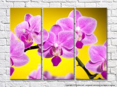 Розовая орхидея на желтом фоне
