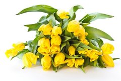Фотообои Букет желтых тюльпанов на белом фоне