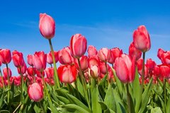 Фотообои Красные тюльпаны в поле