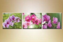 Триптих Орхидеи 7