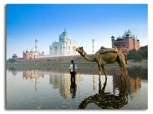 Верблюды на фоне Тадж-Махала в Дели, Индия