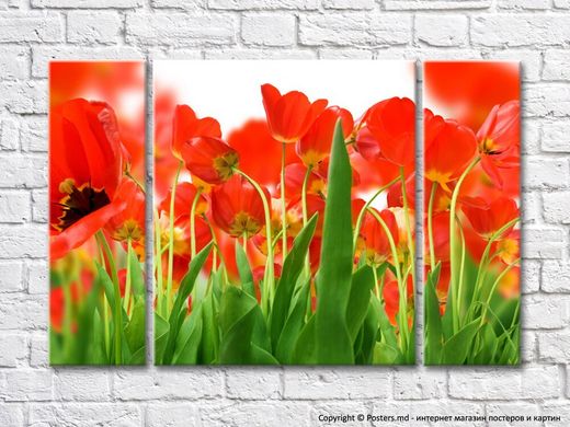 Цветочная абстракция из красных цветков и листьев тюльпанов