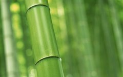 Fototapet Tulpina verde de bambus