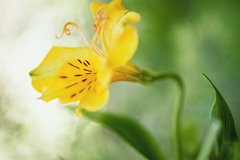 Фотообои Желтый цветок