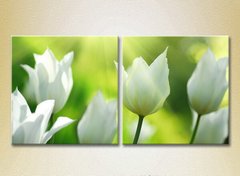 Диптих Белые тюльпаны