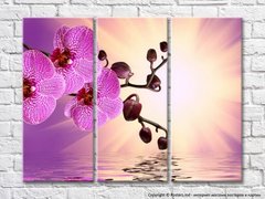 Orhidee roz pe fundalul zorilor lângă apă