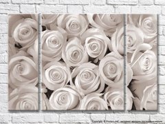 Цветки монохромных роз
