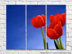 Три красных тюльпана на синем фоне