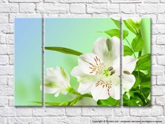 Цветок белой альстромерии и зеленые листья