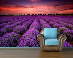 Лавандовое поле на фиолетовом закате