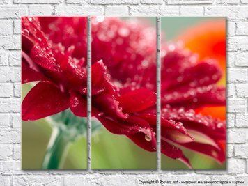 Petale de gerbera Burgundy cu picături de rouă