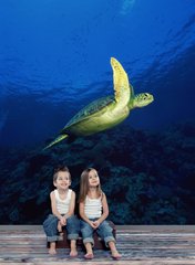 Большая черепаха плавает у рифов в океане
