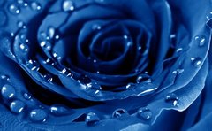 Фотообои Синяя роза с каплями