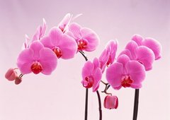 Orhidee roz