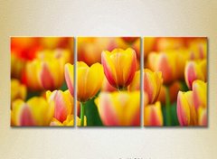 Триптих Желто-красные тюльпаны