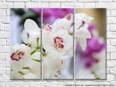 Белые цветки орхидеи на ветке