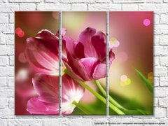 Три крупных цветка розовых тюльпанов