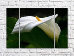 Цветок белой каллы и зеленый лист