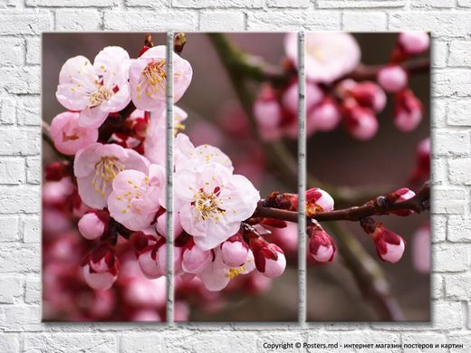 Flori și muguri de Sakura pe ramuri