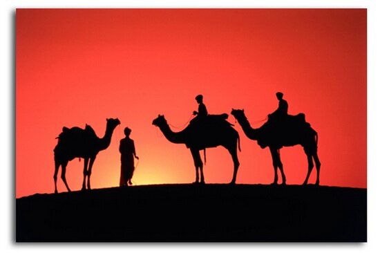 Бедуины и верблюды на фоне заката