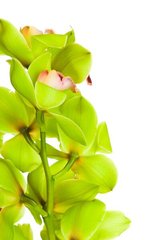Фотообои Ветка зеленой орхидеи
