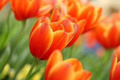 Фотообои Бутоны красно-желтых тюльпанов