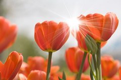 Фотообои Орнажевые тюльпаны