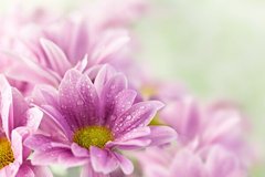 Fototapet Crizanteme roz și picături de apă