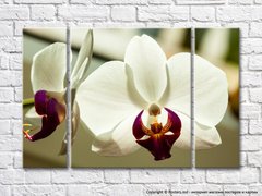 Белые цветки орхидеи с фиолетовой сердцевиной