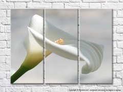 Floare albă de calla pe fundal gri