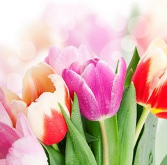 Фотообои Букет разноцветных тюльпанов