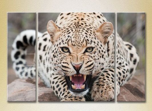 Triptic Leopard