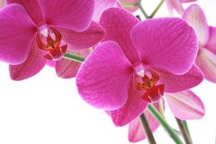 Fototapet Flori de orhidee roz