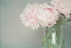 Fototapet Bujori roz într-un pahar