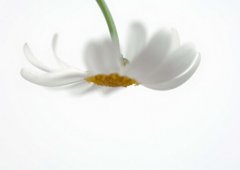 Фотообои Белая ромашка