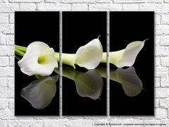 Три цветка белой каллы на черном фоне