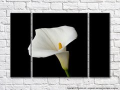 Floare albă de calla pe fundal negru