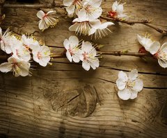 Фотообои Ветка цветущей черешни