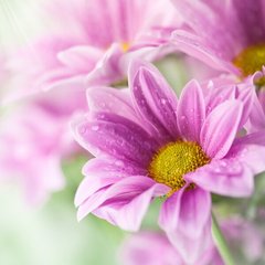 Fototapet Crizanteme roz